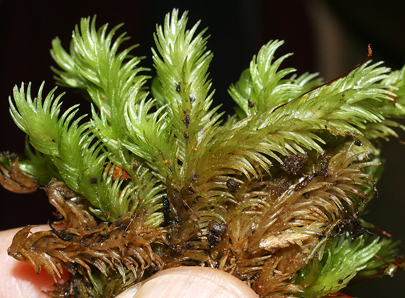 https://www.nzplants.auckland.ac.nz/en/about/mosses/native-species/leucobryaceae/leucobryum-javense.html